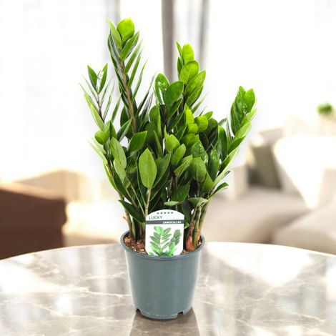 Gardenaria Zamioculcas zamiifolia - Pianta da interno ornamentale - Altezza: 70/80cm (vaso 19)