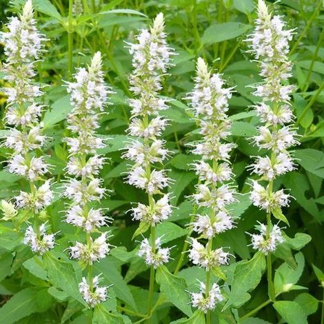 6 x Agastache Rugosa 'Albaster' - Pot Anis 9x9cm (1/3)