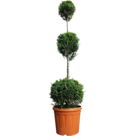 Cipresso a 3 Palle - Cupressocyparis Leylandii Castlewellan Gold - H 140-160 cm Vaso da Coltura Ø 30 cm