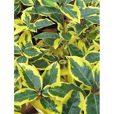 Vivaio Garden Forest – Arbuste Eleagnus x ebbingei aureovariegata – Hauteur 2-3m – Largeur 1,5-2m – Feuillage persistant vert foncé bordé de jaune – Fleurs blanches parfumées en automne