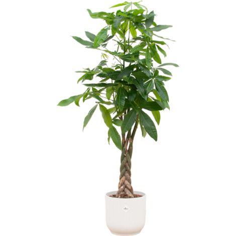 Pachira Aquatica Arbre à Monnaie Tronc Tressé avec Pot Fold Blanc Ø30 cm - 150 cm - PANGIVO