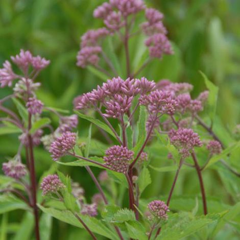 4 x Eupatoire maculée 'Purple Bush' 'Purple Blush' - godet 9x9