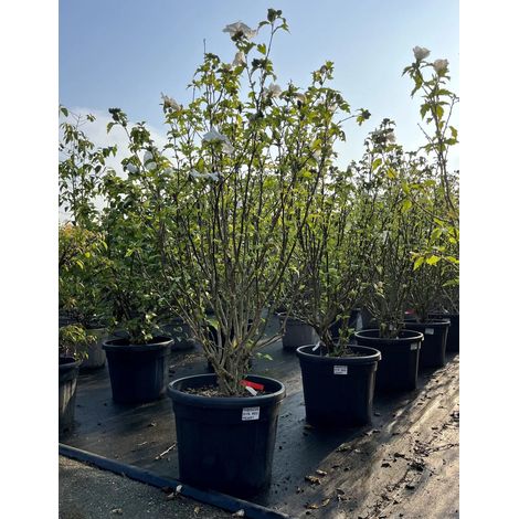 Gardenaria Ibisco - Hibiscus syriacus 'Red heart' - Arbusto ornamentale da giardino - Altezza: 100/120 cm (vaso20) (1/4)