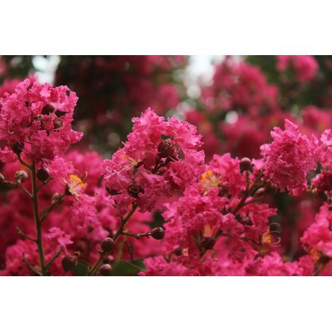 Gardenaria Lagerstroemia indica 'Petite Red Imperator' - Arbusto ornamentale da giardino - Altezza: 40/60 cm (vaso19) (1/2)