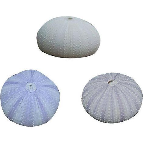 Set aus 3 natürlichen, getrockneten Seeigelschalen, Muschelschalen, kreativen Luftpflanzentöpfen, handgefertigten Mini-Pflanztöpfen, Bürodekoration (Farbe zufällig) - 5,00 x 5,00 x 3,20 (1/3)