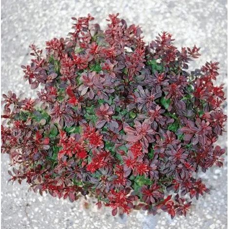 Gardenaria Berberis thunbergii 'Bagatelle' - Arbusto ornamentale da giardino - Altezza: 30/35 cm (vaso19) (1/3)