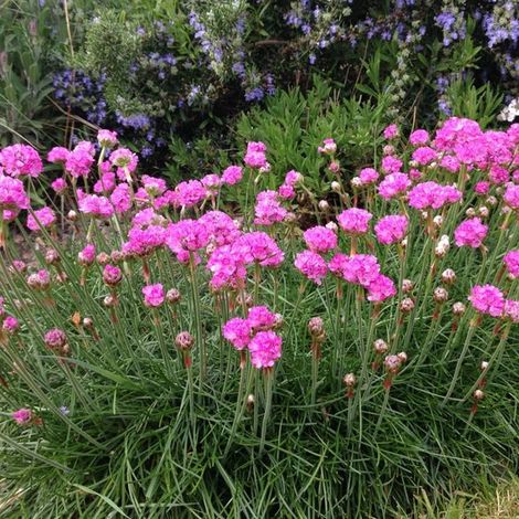4 plants d'Armeria maritima Splendens (rouge/rose) XL - Couvre-sol persistant - en pot de 2 litres (C2) de 10 à 20 cm de hauteur. (1/5)