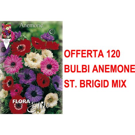 OFFERTA 120 BULBI ANEMONE CORONARIA ST. BRIGID