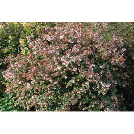 ABELIA GRANDIFLORA VASO 17CM (1/2)