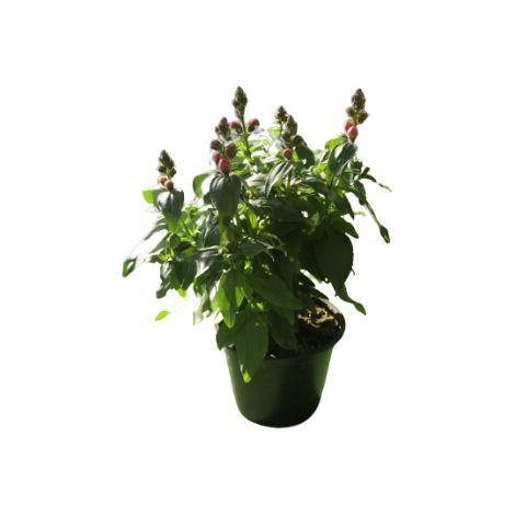 Bocca di leone (ANTHIRRINUM)