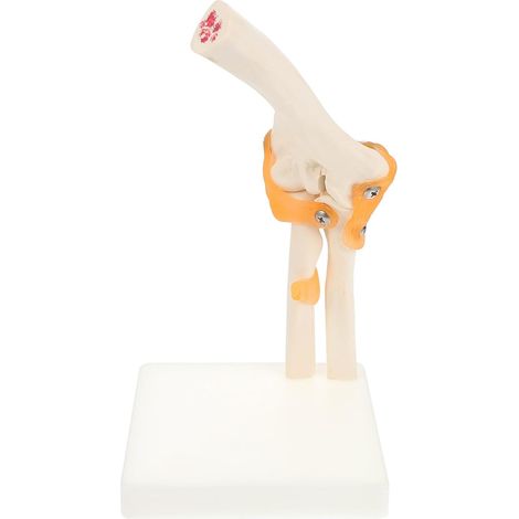 Modèle D’articulation du Coude en Pvc, 1 Pièce, sur Stand Squelette Humain, Taille Réelle, Aides Visuelles pour Enseignement Médical, Hôpitaux, Étudiants, Infirmiers (1/5)