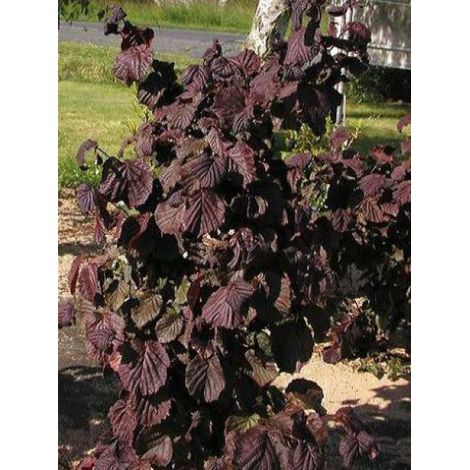Noisetier tortueux 'Red Majestic'® Pot de 3L/4L, Tige, Tige de 100 cm