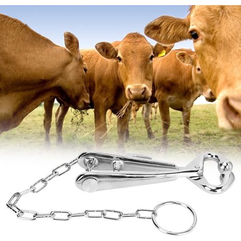 Laisse nasale pour vaches avec chaîne en acier pour outils de vaccination et de marquage auriculaire du bétail (1/5)