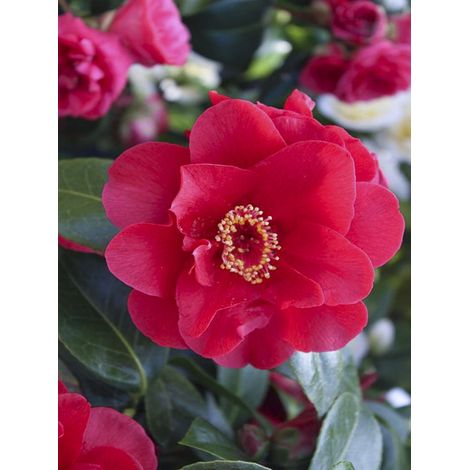 Camélia du Japon 'Bob Hope' Pot de 4L/5L (1/2)