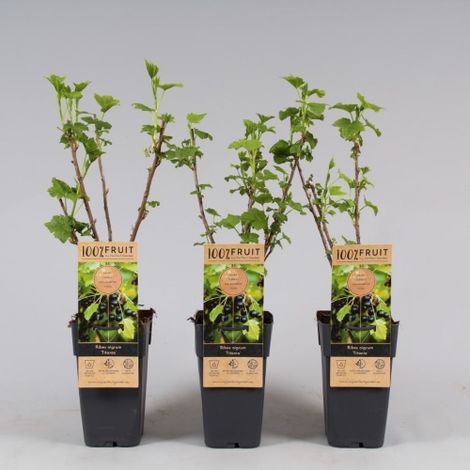 Ribes nero "Ribes nigrum Titania" frutti di bosco pianta in vaso ø11 cm