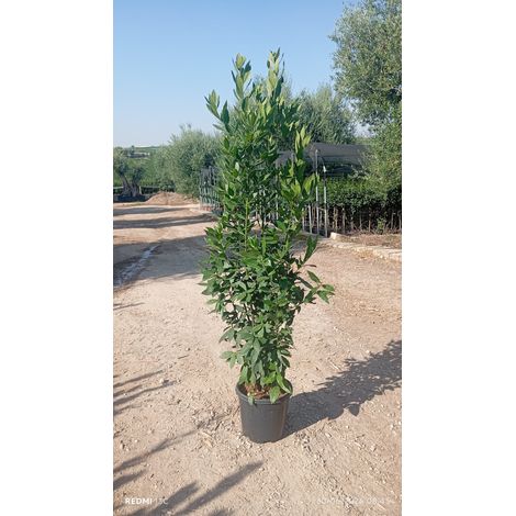 LAURUS NOBILIS (ALLORO) CESPUGLIO VASO 30 H.160/180 (1/3)