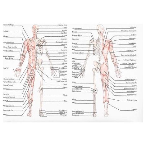 affiche d'anatomie humaine : illustration pédagogique des muscles squelettiques.-70X50CM