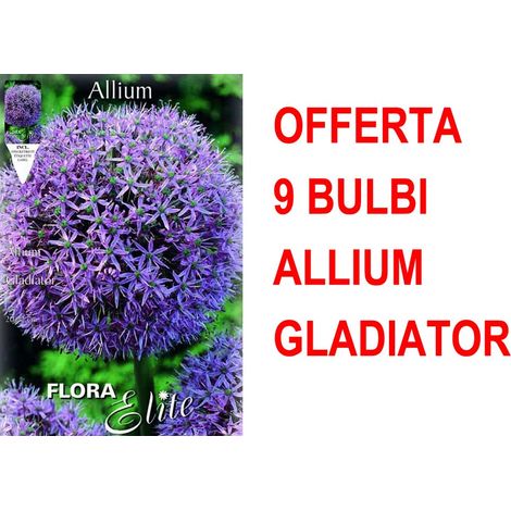 BULBI AUTUNNALI OFFERTA 9 BULBI ALLIUM GLADIATOR BULBS BULBES