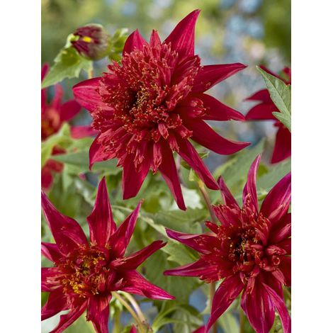 Dahlia anémone 'Jive' Bulbe calibre I