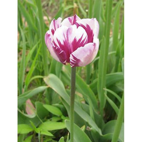 Tulipe triomphe 'Rems Favorite' Bulbe calibre 12+ (par 6) (1/2)
