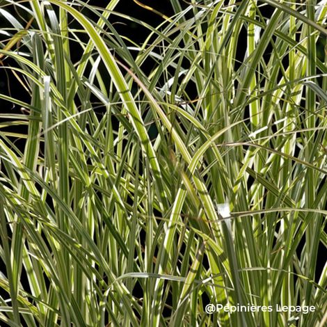 3 Herbes à Éléphant 'Variegatus' (Miscanthus sinensis 'Variegatus')