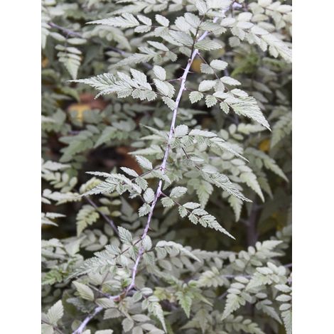 Ronce d'ornement 'Silver Fern' Pot de 3L/4L