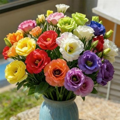 3000 Graines Lisianthus Doubles – Mélange Couleurs Non-OGM, Plante Florale pour Jardin, Balcon et Terrasse (1/5)