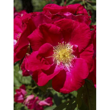 Rosier arbuste 'Eva' Pot de 4L/5L