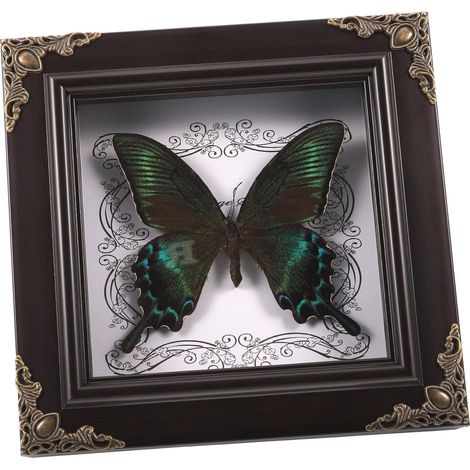 Vitrine De Présentation Taxidermie Avec Boîte D’Exposition Cadre Photo De Bureau Vintage Couvercle Transparent Anti-Poussière Pour Maison Mur Collection Cadeau (1/5)