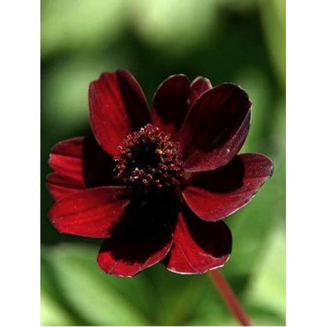 Cosmos chocolat Godet de 8/9 cm calibre I