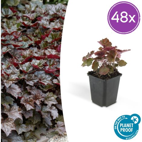 Lot de 48 Heuchera Palace Purple - Plante Vivace Feuillage Pourpre et Fleurs Blanches - Ø 9 cm - PANGIVO (1/5)