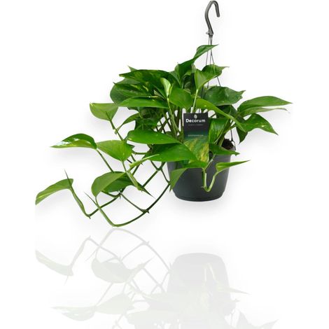 Gardenaria Epipremnum pinnatum basket - Pianta da interno ornamentale - Altezza: 45 cm (vaso 15)
