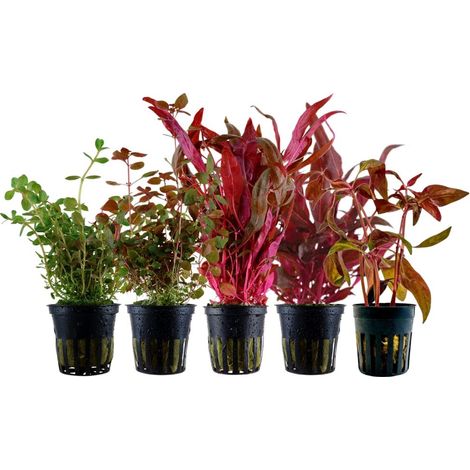 'Buntes' Set mit 5 Pflanzen Aquariumpflanzen Nr.224