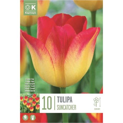 Bulbi di Tulipano Suncatcher 10pz KAPITEYN (1/5)