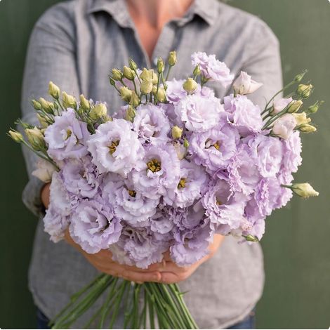 Lot de 5000 graines de lisianthus lavande - Fleurs délicates et colorées, semis facile, parfait pour jardin, balcon et pots (1/5)