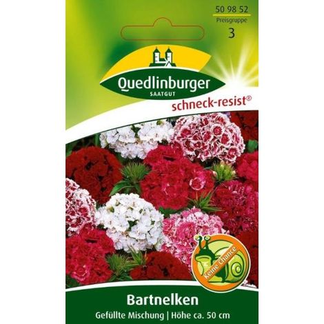 Bartnelken Gefüllte Mischung (1/2)