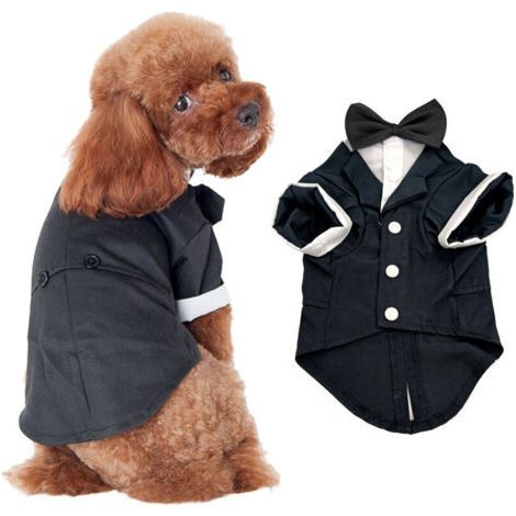 Dog costume/coat, black, size XXL (1/5)