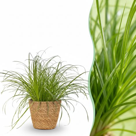 Cyperus alternifolius Zumula Plante d'intérieur pour Chats avec Panier Pot Ø 12 cm Hauteur 20 cm - PANGIVO (1/5)