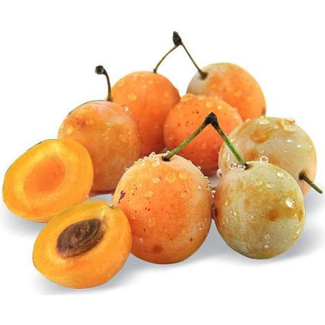 Prunier nain Prunélla - Nains de jardins®/Pot de 5L - 40/80 cm (1/5)
