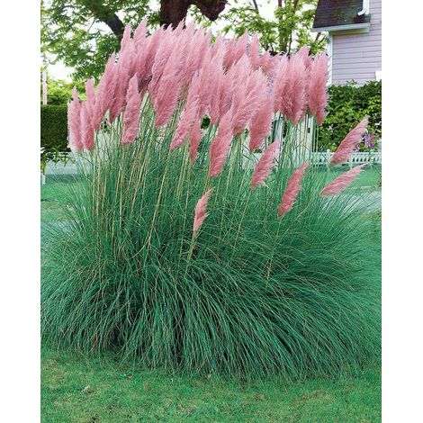 CORTADERIA SELLOANA PINK FEATHER IN VASO 17CM (1/2)