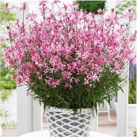 Gaura lindheimeri Baby Butterfly® Dark Pink 'URIBLBP'/Lot de 3 godets