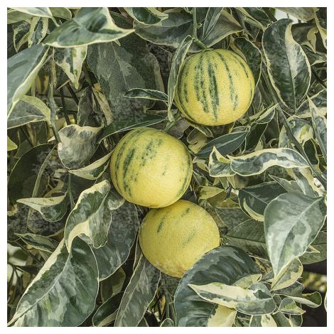 Pianta di Limone Variegato vaso 20cm