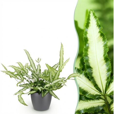 Fougère Ruban Pteris cretica Albolineata - Plante d'Intérieur Pet-Friendly - Pot Gris 12cm - 20cm - PANGIVO (1/5)