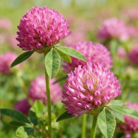 Trèfle Rouge 500g (15–20 m²) – Enrobées Inoculées – Haute Germination – Sol et Azote (1/5)