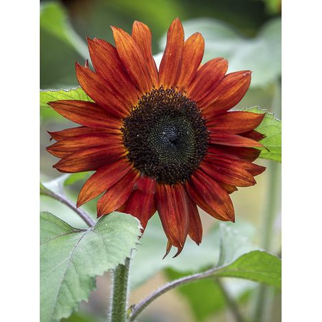 Soleil, Tournesol 'Claret F1' le sachet de 25 graines