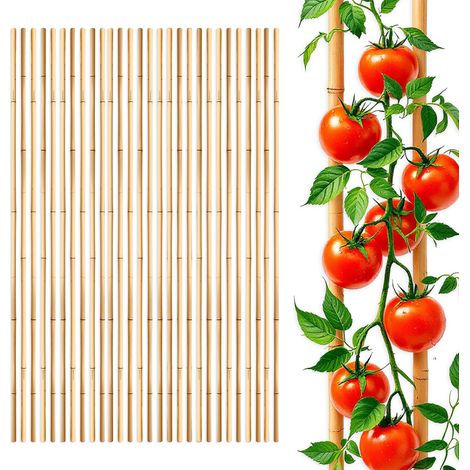 Bambus Pflanzstab für Rankgewächse 105 cm Länge - 30 Stück - Bambusstab Rankhilfe für Tomatenpflanzen