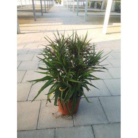 Ruellia Brittoniana Katie