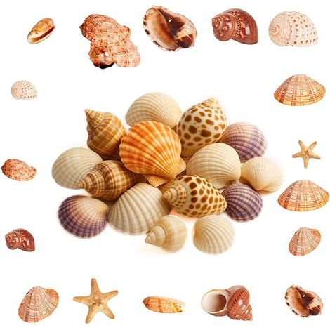 Coquillage Decoration, 0,5 kg Coquillages Mixtes, 2-8 cm Coquillages Marins Naturelles, Décoration de Plage Thème Fête Aquarium Vase Remplissage Mariage Maison Décoration (1/5)