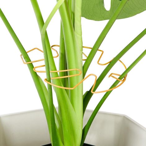 Set di 10 supporti in ferro per piante Monstera, accessori per piante da interno dal design unico, clip in bambù per una crescita rigogliosa - Crezuo