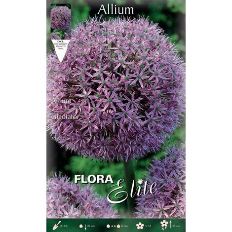 BULBI AUTUNNALI ALLIUM GLADIATOR CONFEZIONE DA 1 BULBI BULBS BULBES